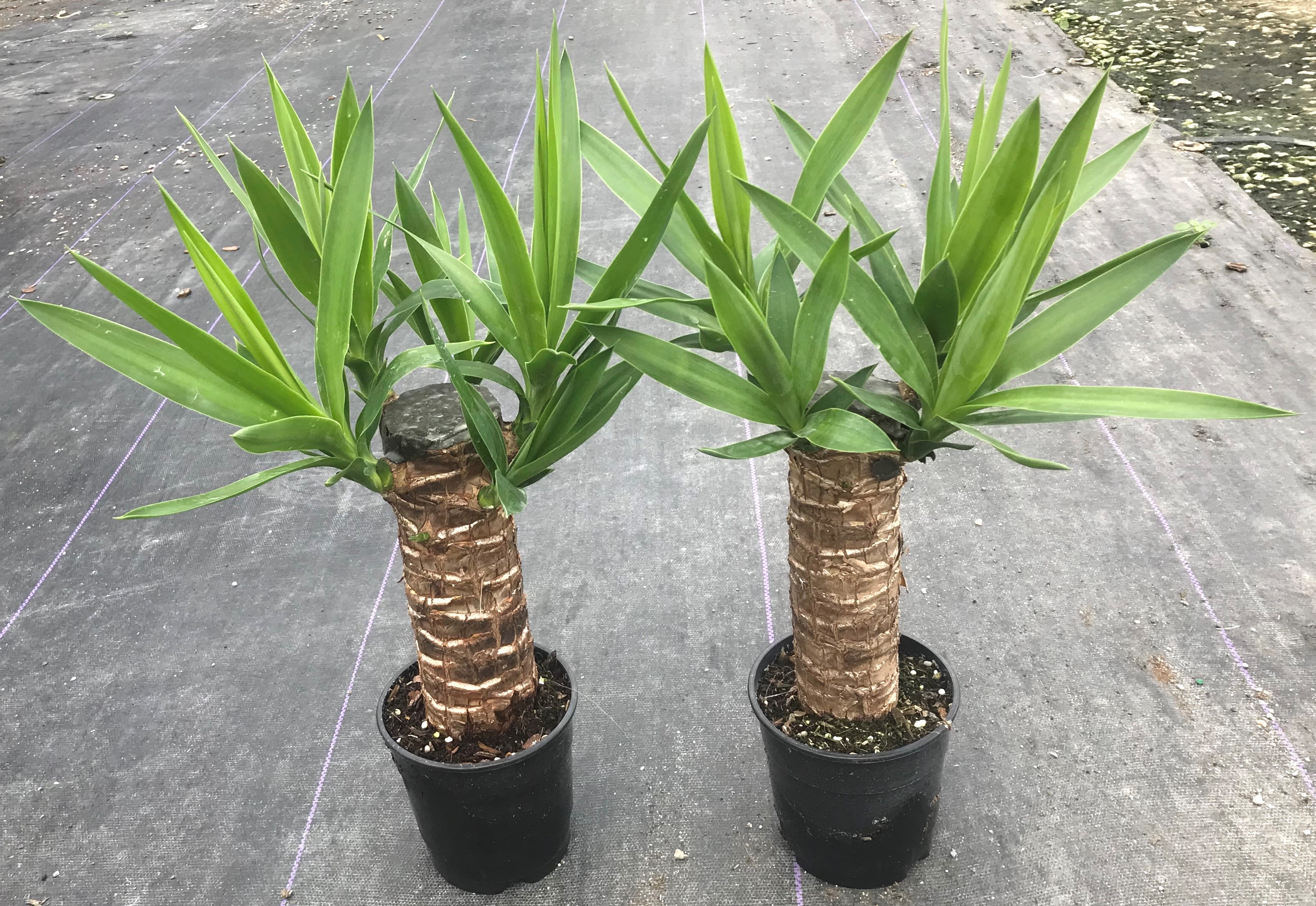 05'' Yucca 1PPP