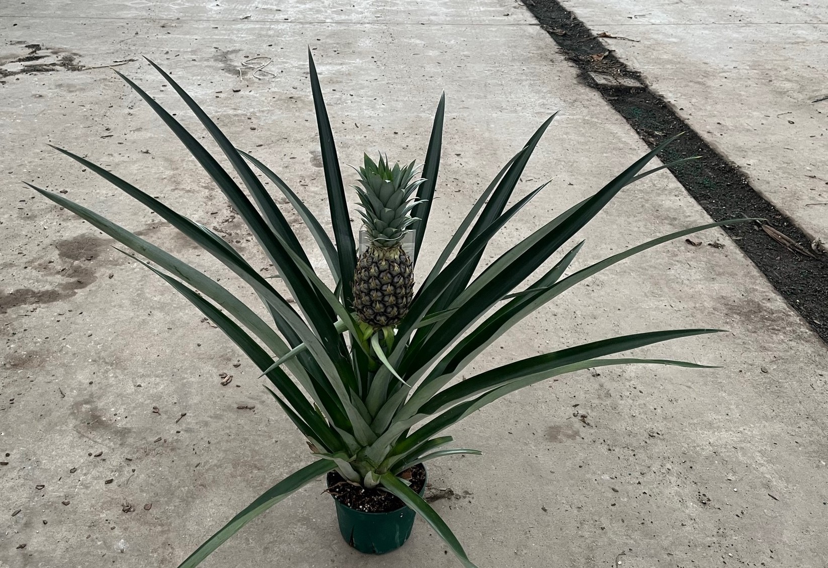 6" Pineapple