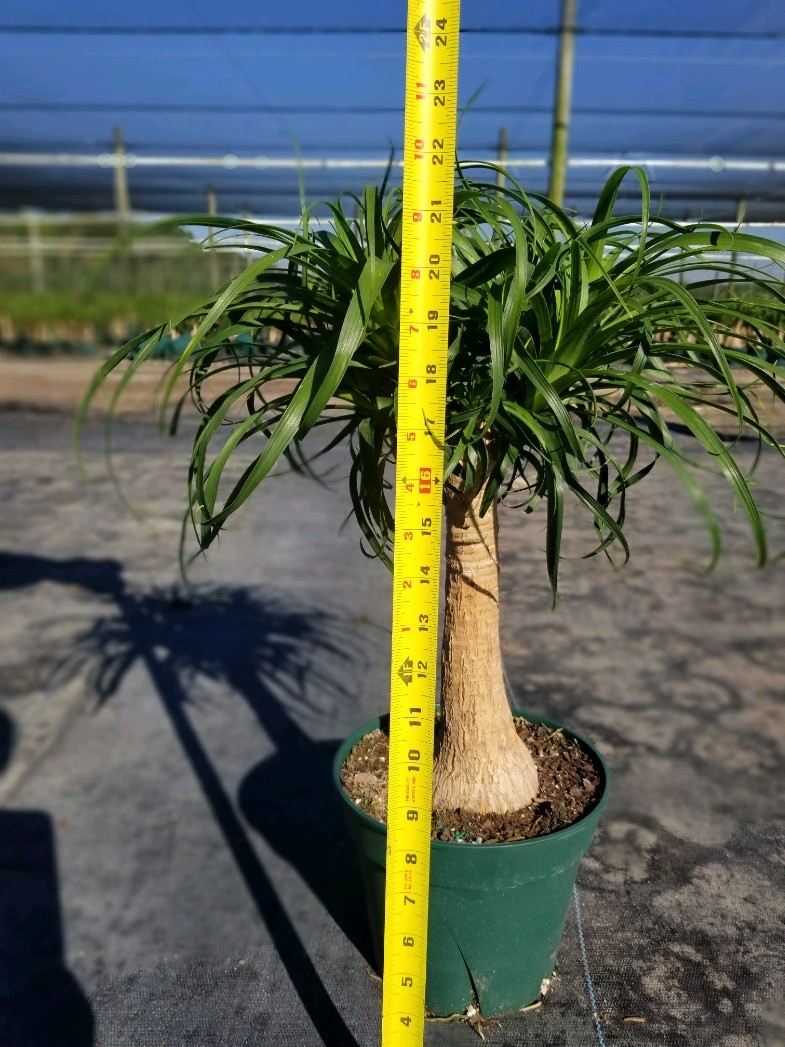 8' Ponytail Palm - Click Image to Close
