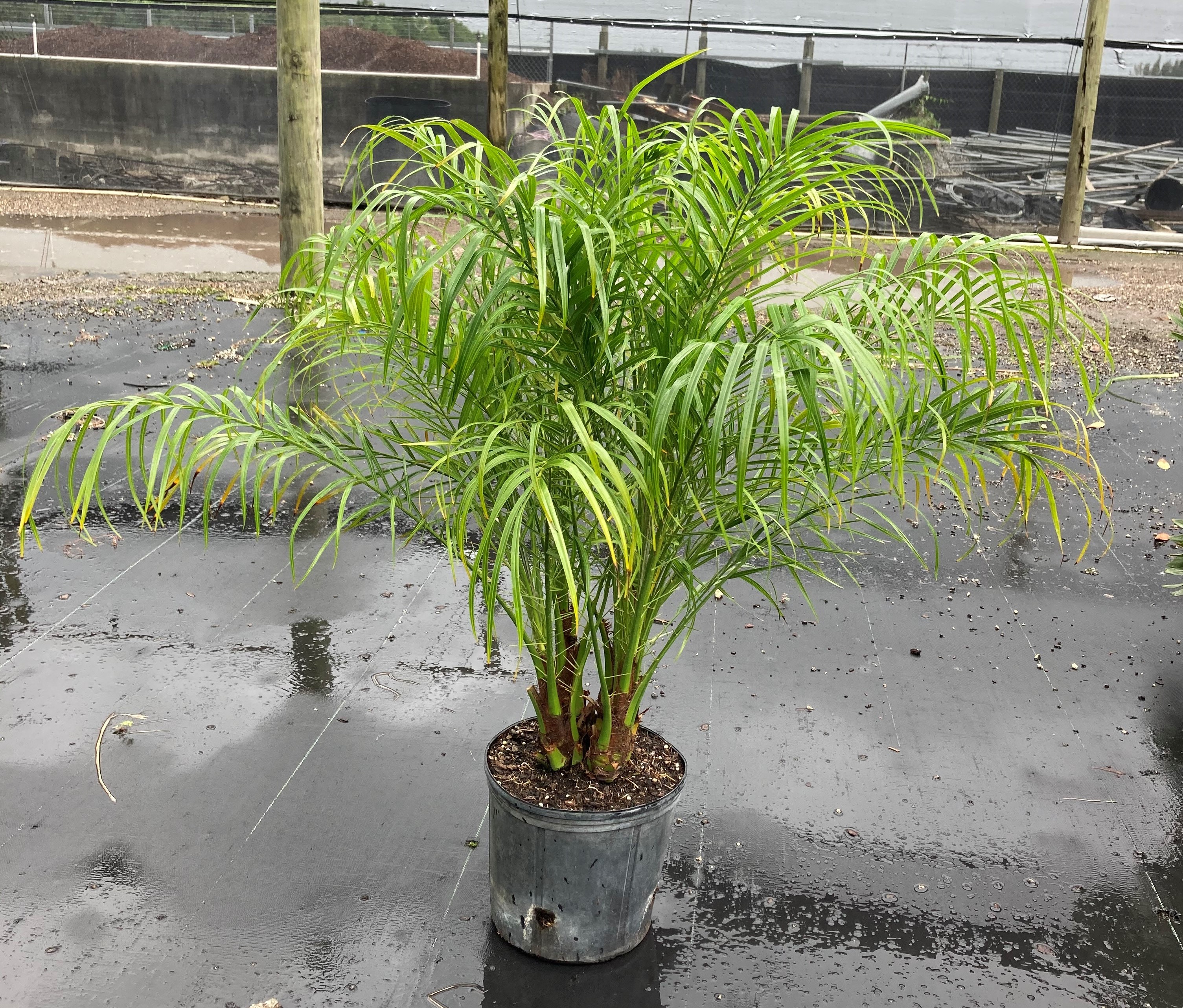 10" Roebelenii Palm
