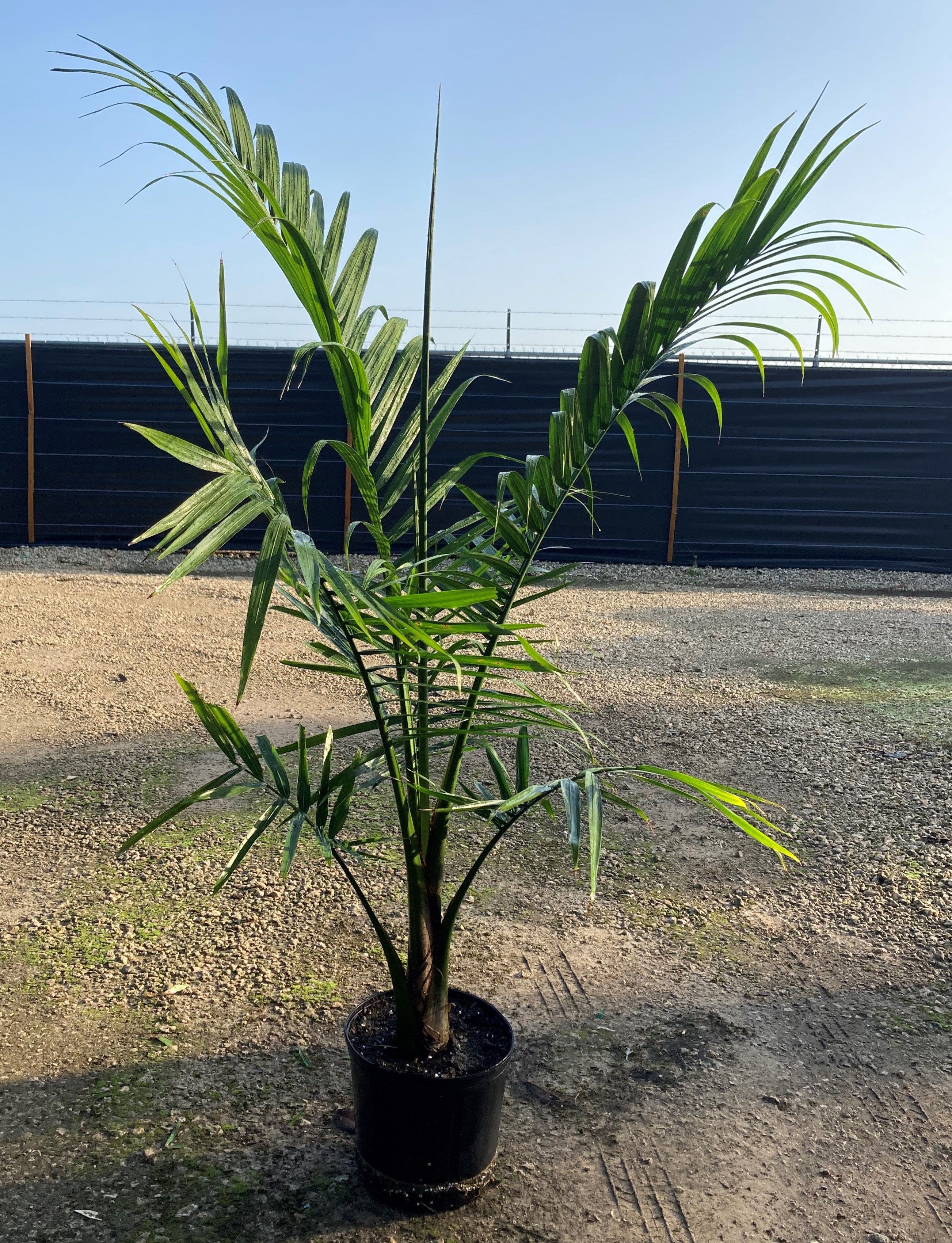 10'' Majesty Palm