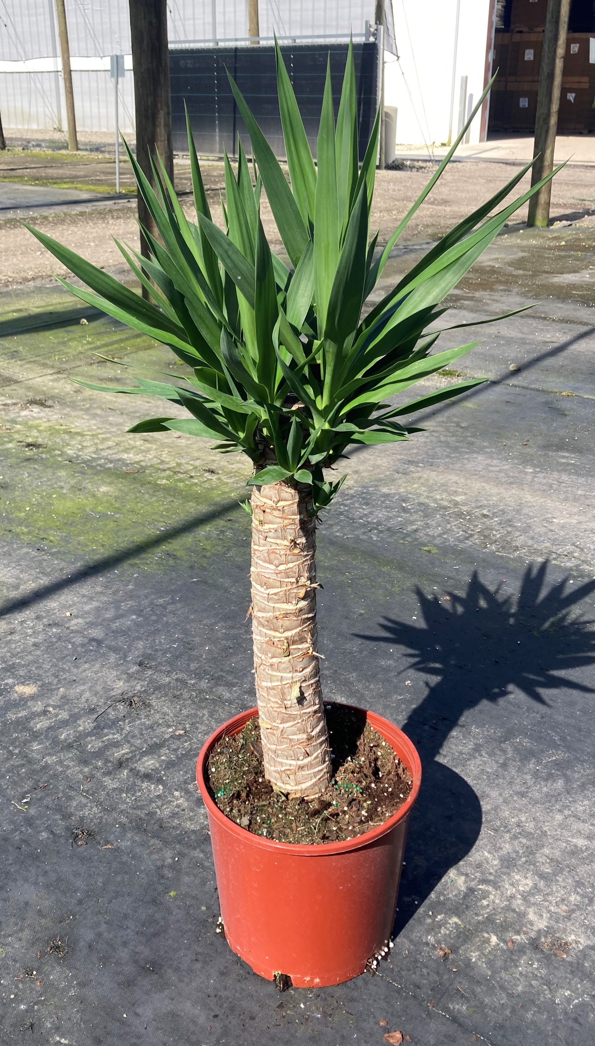 10'' Yucca Cane 1PPP