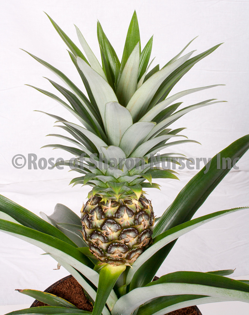 10" Pineapple - Click Image to Close