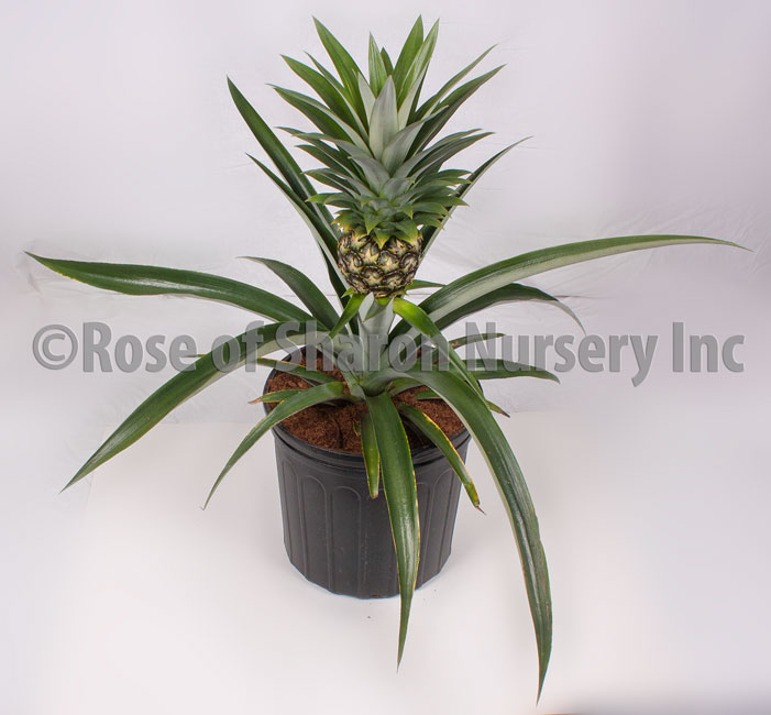 10" Pineapple - Click Image to Close