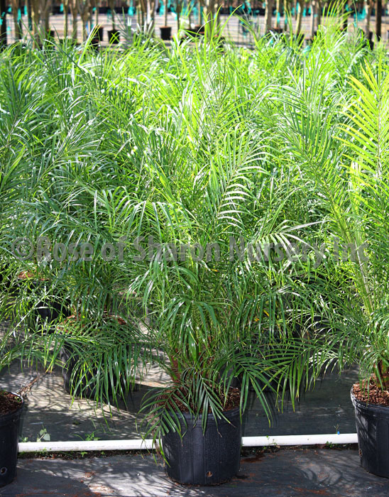 12" Roebelenii Palm