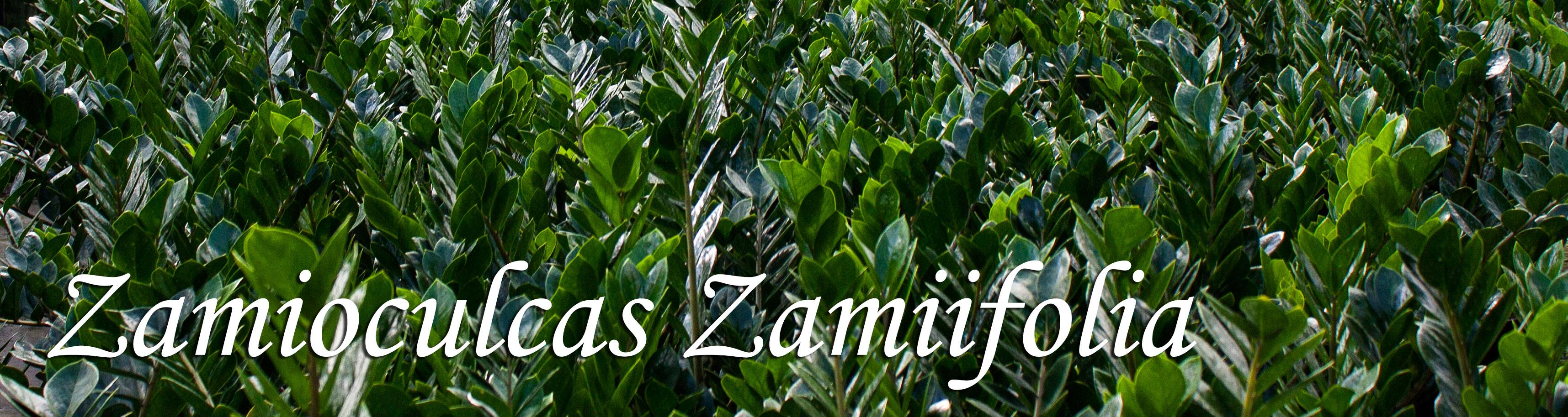 Zamioculcas Zamiifolia ("ZZ")