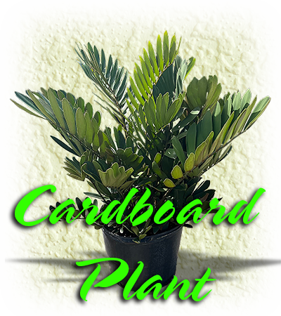 Cardboard Plant