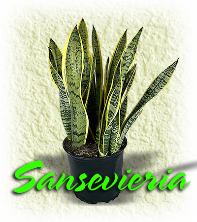 Sansevieria