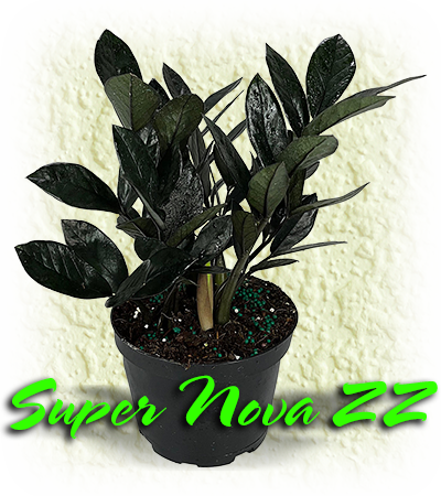Super Nova ZZ