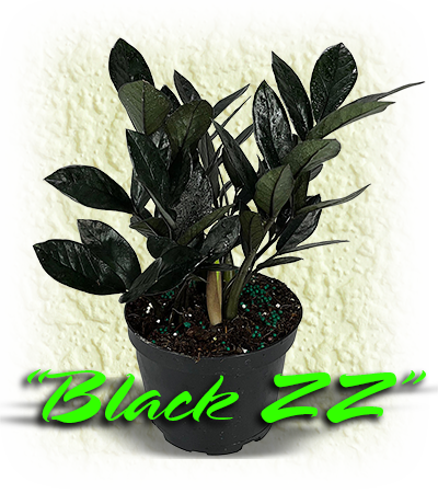 Black Zamioculcas Zamiifolia