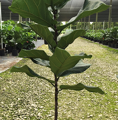 12" Ficus Lyrata (Fiddle-Leaf Fig)