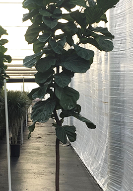 14" Ficus Lyrata (Fiddle-Leaf Fig)
