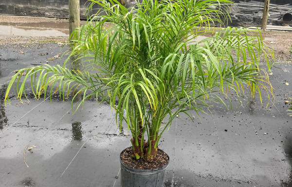 10" Palms Roebelenii Palm