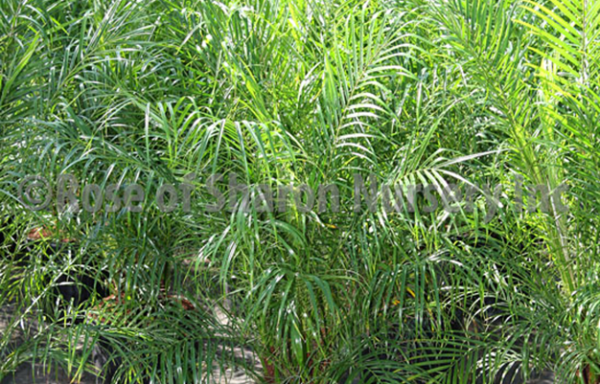 12" Palms Roebelenii Palm
