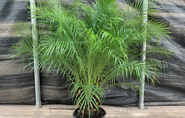 14" Palms Roebelenii Palm