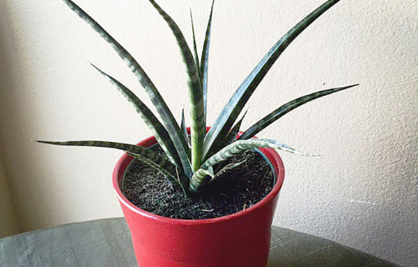 10" Sansevieria Fernwood Natural Form
