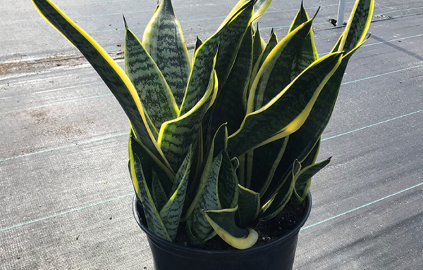 10" Sansevieria Futura Superba