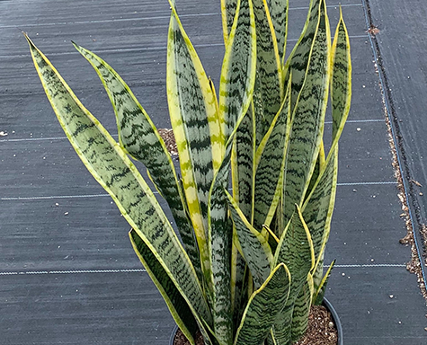 10" Sansevieria Laurentii