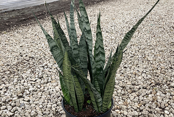 10" Sansevieria Zeylanica