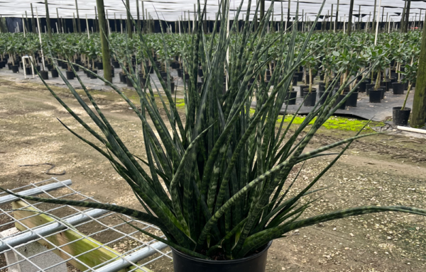 10" Sansevieria Fernwood Mikado